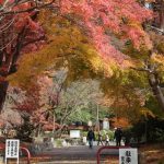 京都の紅葉