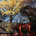 下賀茂神社から相国寺　～2016紅葉～