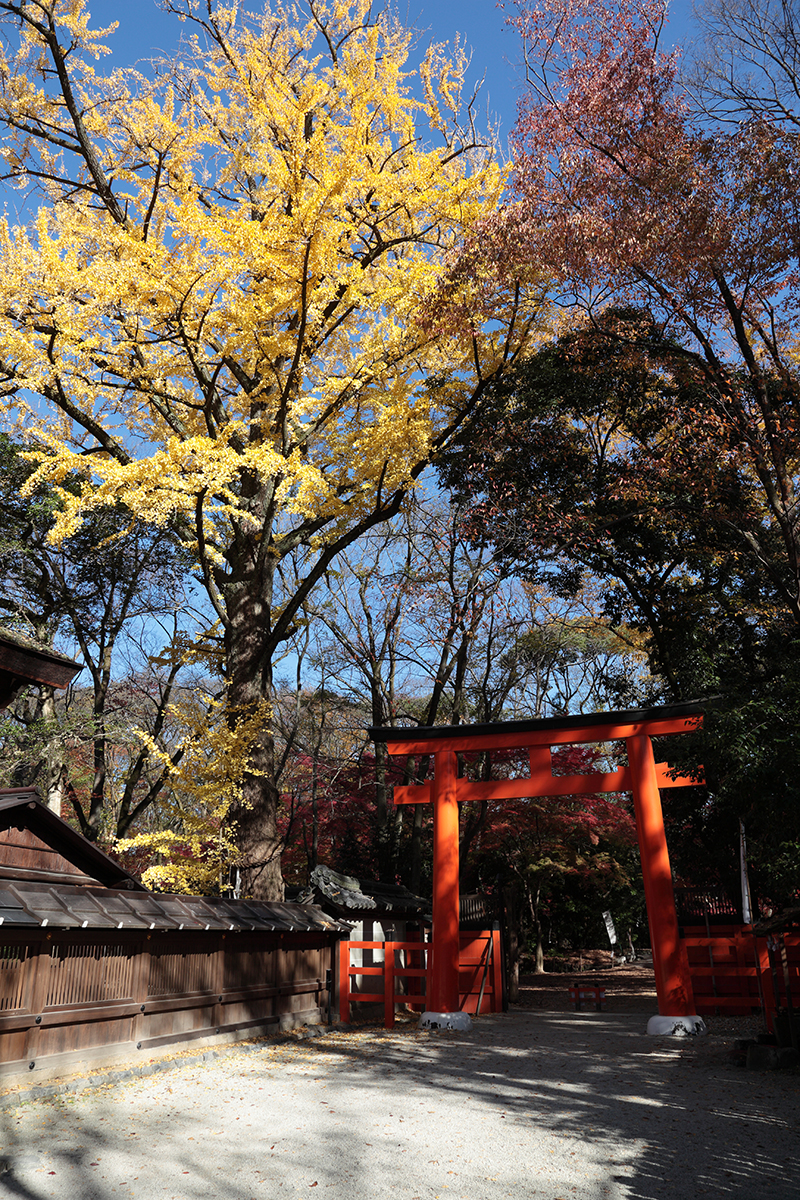 下賀茂神社から相国寺 16紅葉